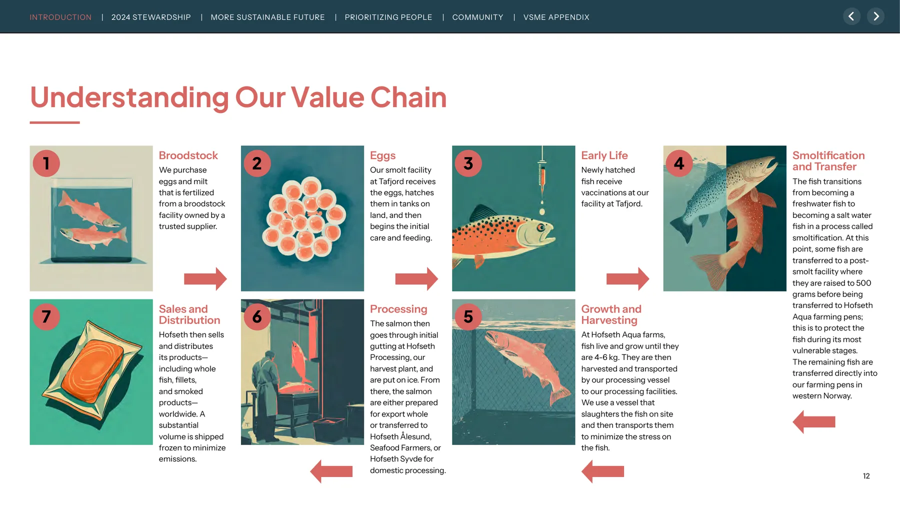 Illustrated salmon value chain